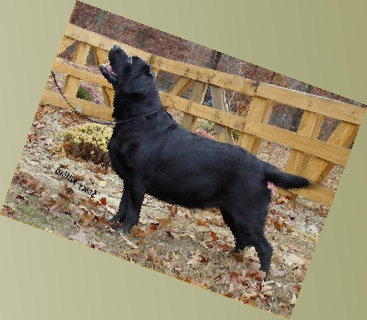 beulah_land_labradors_home001010.jpg