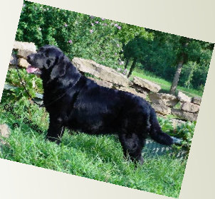 beulah_land_labradors_home001012.jpg